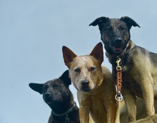 Triple Threat Dogs