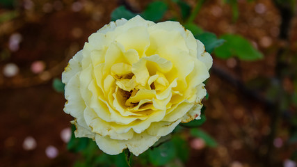 Yellow rose flower in bloom on rose plant 