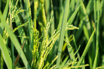 Green rice grains with leaves