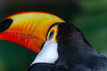 Tucano © Braulio Couto