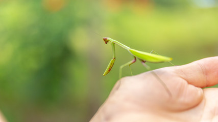 Concept of care for nature. Detail of insect Mantis or Louva-Deus. Praying mantis close up. Brazilian insect.