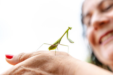 Concept of care for nature. Detail of insect Mantis or Louva-Deus. Praying mantis close up. Brazilian insect.