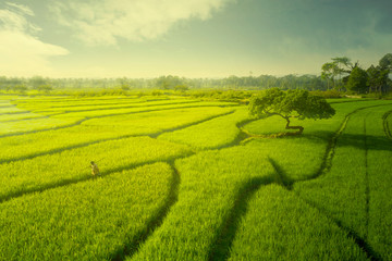 Male farmer walking on the rice field at dusk