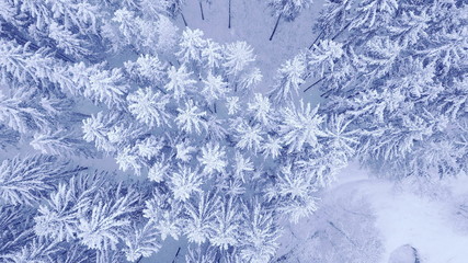 Aerial top down camera zoom video of beautiful blue winter pine snow forest in 4K