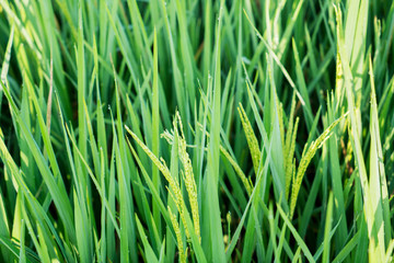 Organic paddy in the farmland