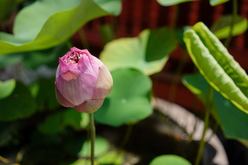 Close up pink water lily lotus flower in a pond with lotus leaves in background