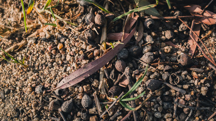 Gum leaf on ground