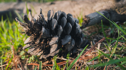 pine cone on grass