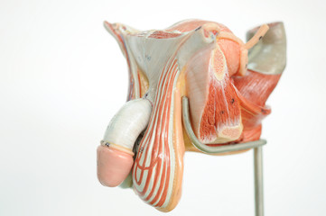 penis human model