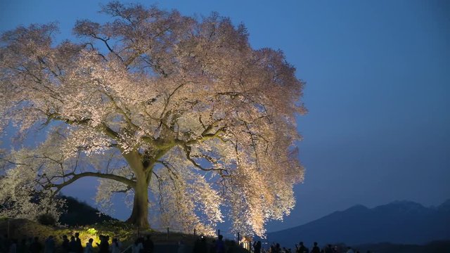 ＜山梨県＞わに塚の一本桜