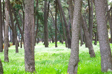 spring pine recreation forest