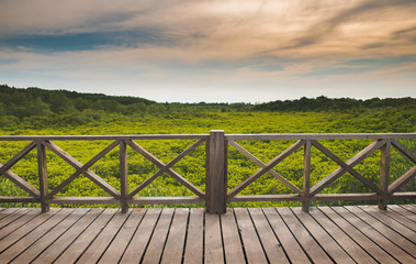 Fototapeta premium Mangrove forest with sun lighting.