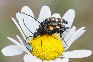 Mating four-banded longhorn beetles, Leptura quadrifasciata (Strangalia quadrifasciata)