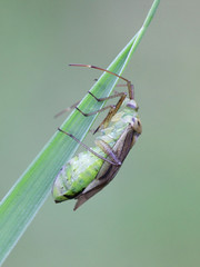 Capsid bug, also called mirid bug, Adelphocoris quadripunctatus