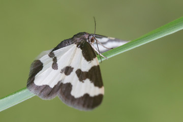 Clouded border, Lomaspilis marginata,  a geometroid moth