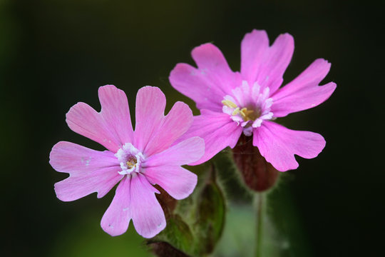 Silene dioica,  known as red campion and red catchfly