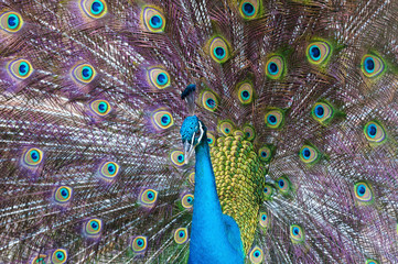 Obraz premium Portrait of beautiful peacock with feathers out