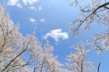 ＜山梨県＞大法師公園　桜まつり