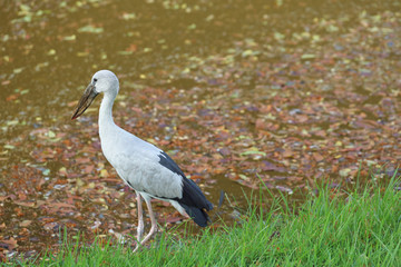 Local bird,Anastomus oscitans or Asian Openbill stork bird walking near the canal and looking for shell food