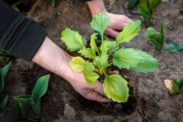 Gardeners hands planting Aster flowers in soil.
