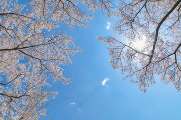 ＜山梨県＞大法師公園　桜まつり