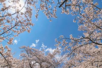＜山梨県＞大法師公園　桜まつり