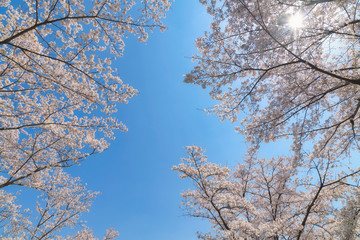 ＜山梨県＞大法師公園　桜まつり