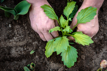 Gardeners hands planting Aster flowers in soil.