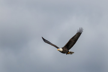 impressive adult bald eagle fly's with fish