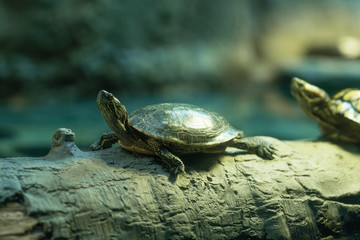 turtle crawling on a tree. in nature