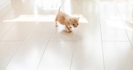 cat walking on the floor