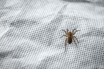 Spider on white fabric