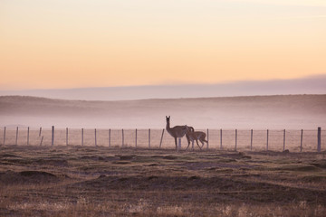 Guanaco