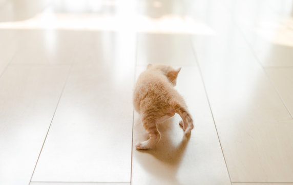 Cat Walking On The Floor