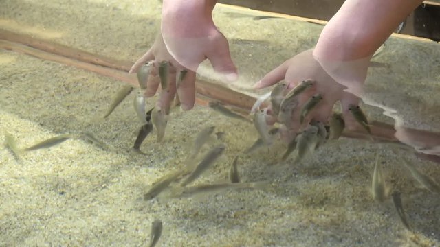 肌の角質を食べるドクターフィッシュ、ガラ・ルファ / Doctor fish, Garra rufa