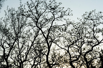 silhouette of tree canopy