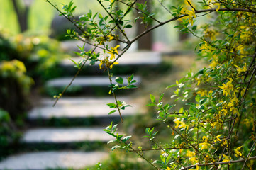 spring flower and pathway in woodland