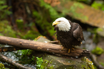 an eagle sits in a tree.