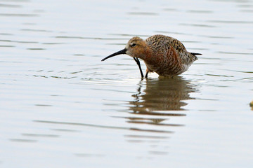 Curlew sandpiper (Caidris ferruginea)