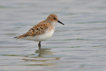 Little stint in shallow water