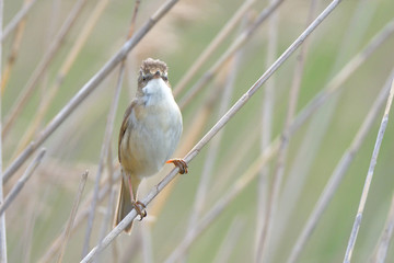 Eurasian reed warbler (Acrocephalus scirpaceus)