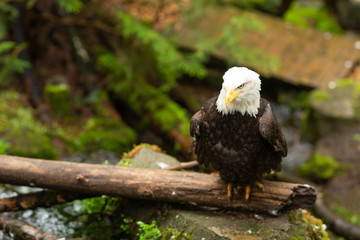 an eagle sits in a tree.