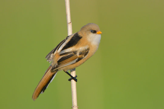 Bearded Reedling (Panurus biarmicus)