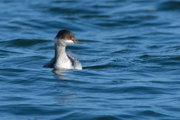 Black-necked Grebe (Podiceps nigricollis)