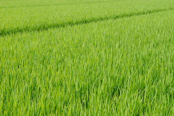 新緑の稲穂