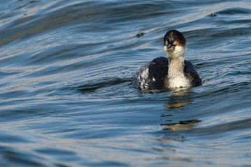 Black-necked Grebe (Podiceps nigricollis)