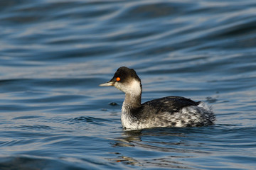 Black-necked Grebe (Podiceps nigricollis)