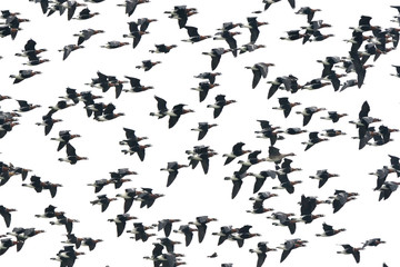 Red-breasted Geese (Branta ruficollis)