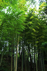 竹の群集