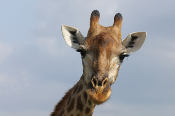 Obraz premium Giraffe / Giraffe / Giraffa Camelopardalis
